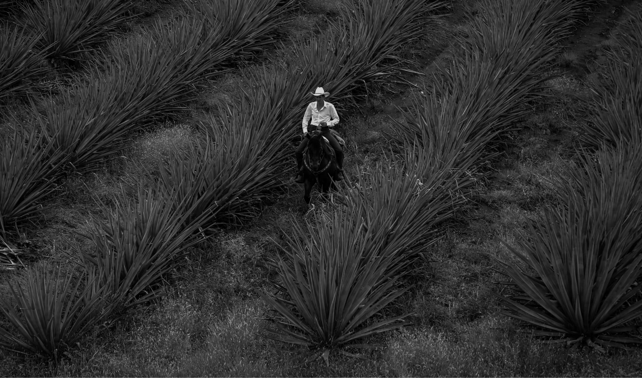 History of Tequila 52